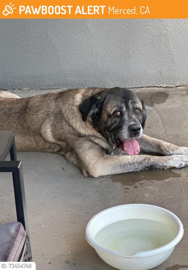 Found/Stray Unknown Dog last seen Parsons, Merced, CA 95340