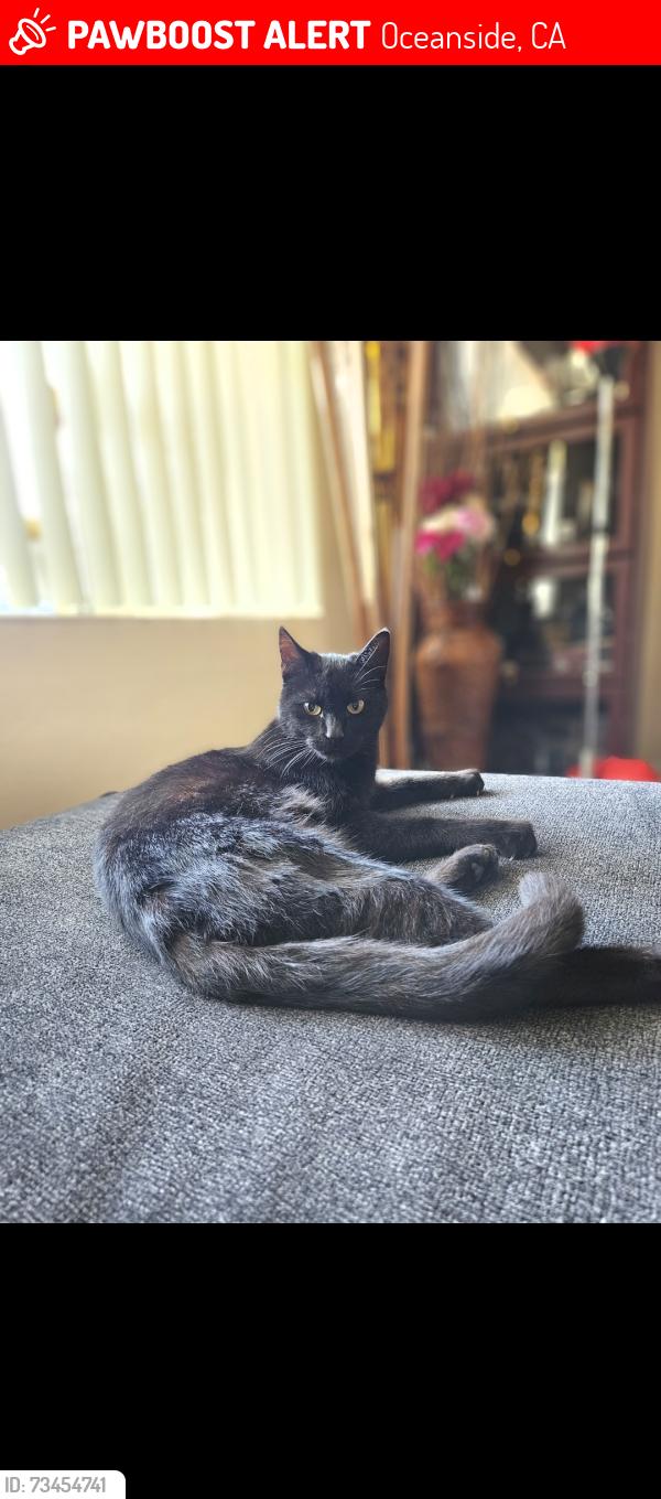 Lost Male Cat last seen Heather lane and Camarillo, Oceanside, CA 92056
