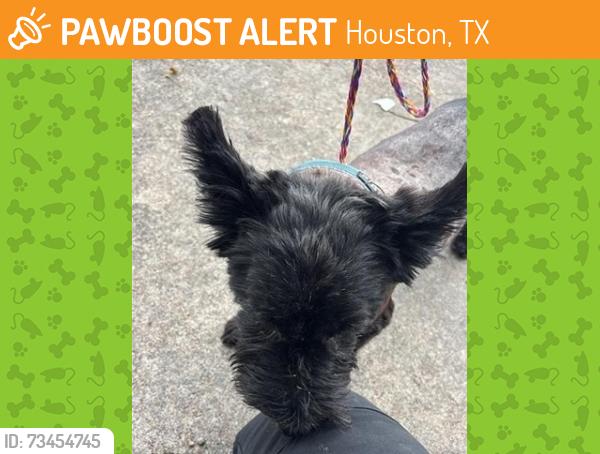 Found/Stray Male Dog last seen Near Block Fairbanks North Houston Rd, Houston Tx 77040, Houston, TX 77040