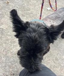 Found/Stray Male Dog last seen Near Block Fairbanks North Houston Rd, Houston Tx 77040, Houston, TX 77040