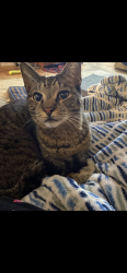 Lost Male Cat last seen Raymond Avenue, Cedar Avenue, McChesneytown-Loyalhanna, PA 15650