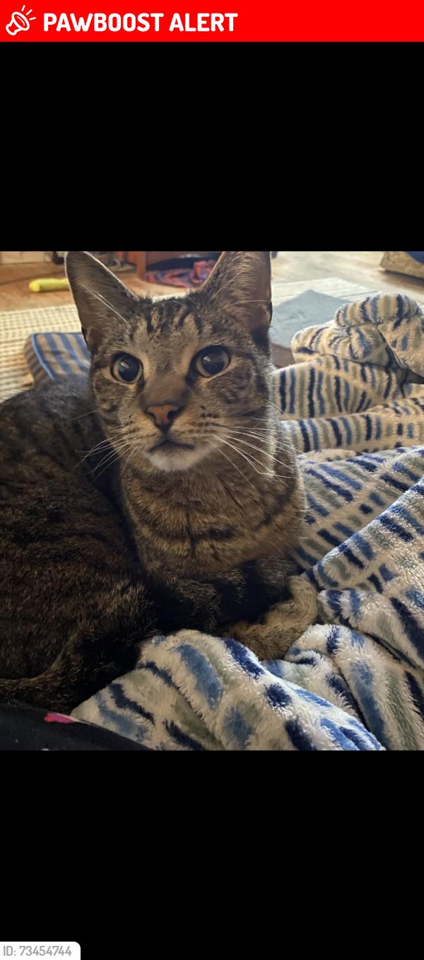 Lost Male Cat last seen Raymond Avenue, Cedar Avenue, McChesneytown-Loyalhanna, PA 15650