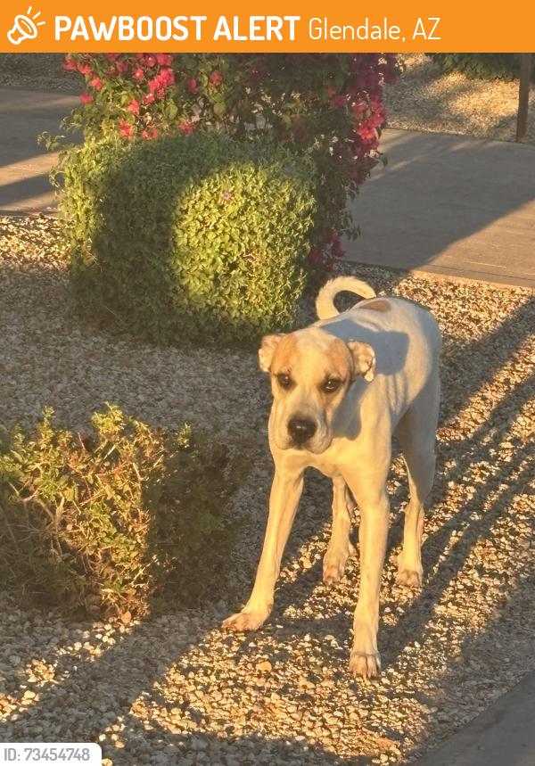 Found/Stray Unknown Dog last seen Camelback road and 91st Ave, Glendale, AZ 85305