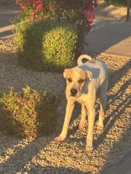 Found/Stray Unknown Dog last seen Camelback road and 91st Ave, Glendale, AZ 85305