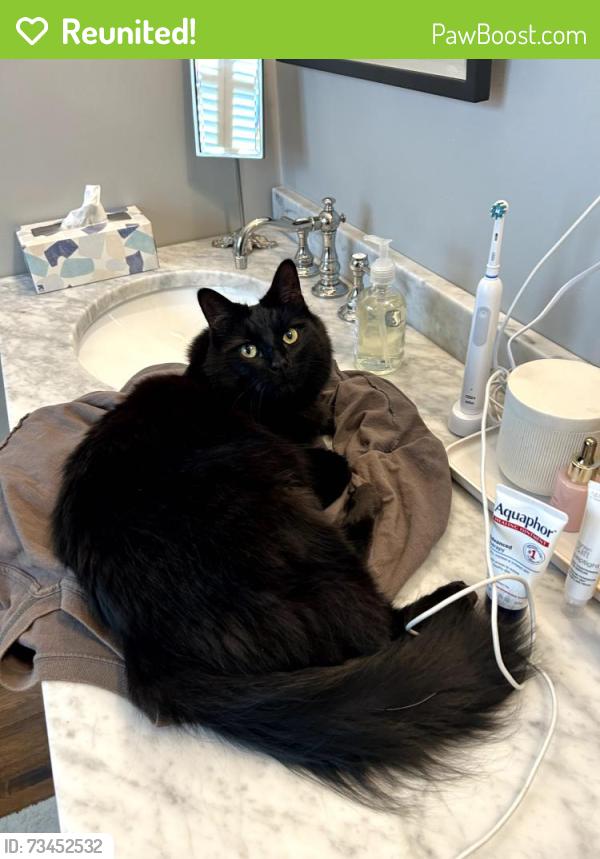 Reunited Female Cat last seen Stearns/Palo Verde, Long Beach, CA 90815