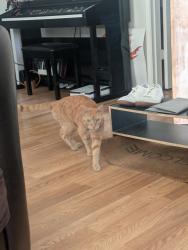 Found/Stray Male Cat last seen Beech and Haight, Portland, OR 97227