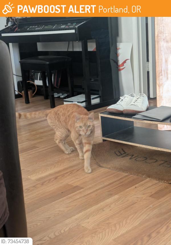 Found/Stray Male Cat last seen Beech and Haight, Portland, OR 97227