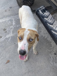 Found/Stray Male Dog last seen Clark street chicago, Deer Creek, IL 61733