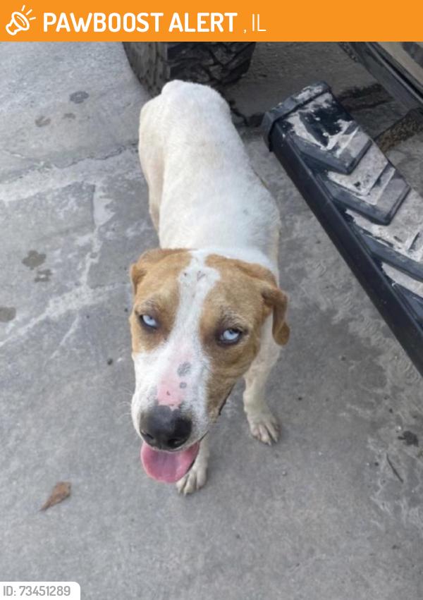 Found/Stray Male Dog last seen Clark street chicago, Deer Creek, IL 61733