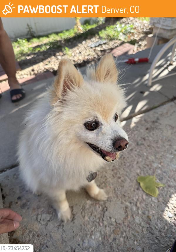 Found/Stray Male Dog last seen 51st Dr and New Orleans (across from Florida Pitt Waller K-8 School, Denver, CO 80249
