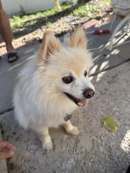 Found/Stray Male Dog last seen 51st Dr and New Orleans (across from Florida Pitt Waller K-8 School, Denver, CO 80249