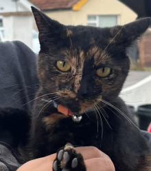 Lost Female Cat last seen Pield Heath road, Greater London, England UB8 3NF