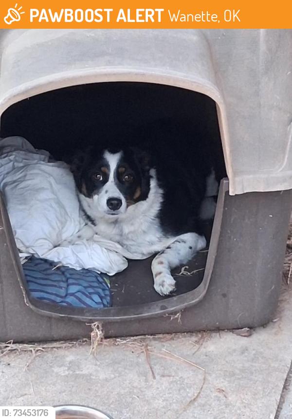 Found/Stray Female Dog last seen Wilson Road, 1 mile north of Wilson School, Okmulgee, OK 74447