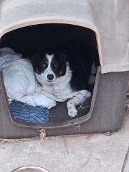 Found/Stray Female Dog last seen Wilson Road, 1 mile north of Wilson School, Okmulgee, OK 74447