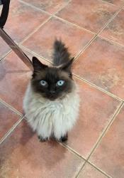 Lost Female Cat last seen Near Whitchurch Village, Whitchurch, Wales CF14 1DR