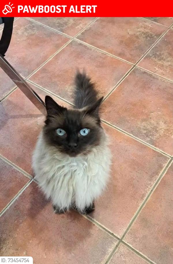 Lost Female Cat last seen Near Whitchurch Village, Whitchurch, Wales CF14 1DR