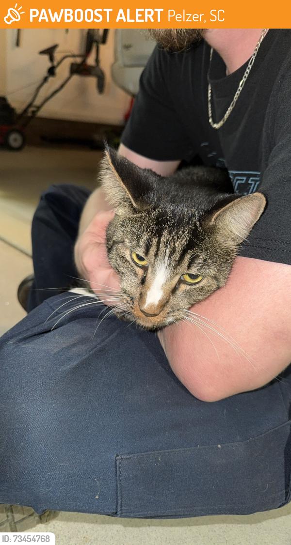 Found/Stray Unknown Cat last seen Garrison road, Pelzer, SC 29669
