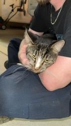 Found/Stray Unknown Cat last seen Garrison road, Pelzer, SC 29669