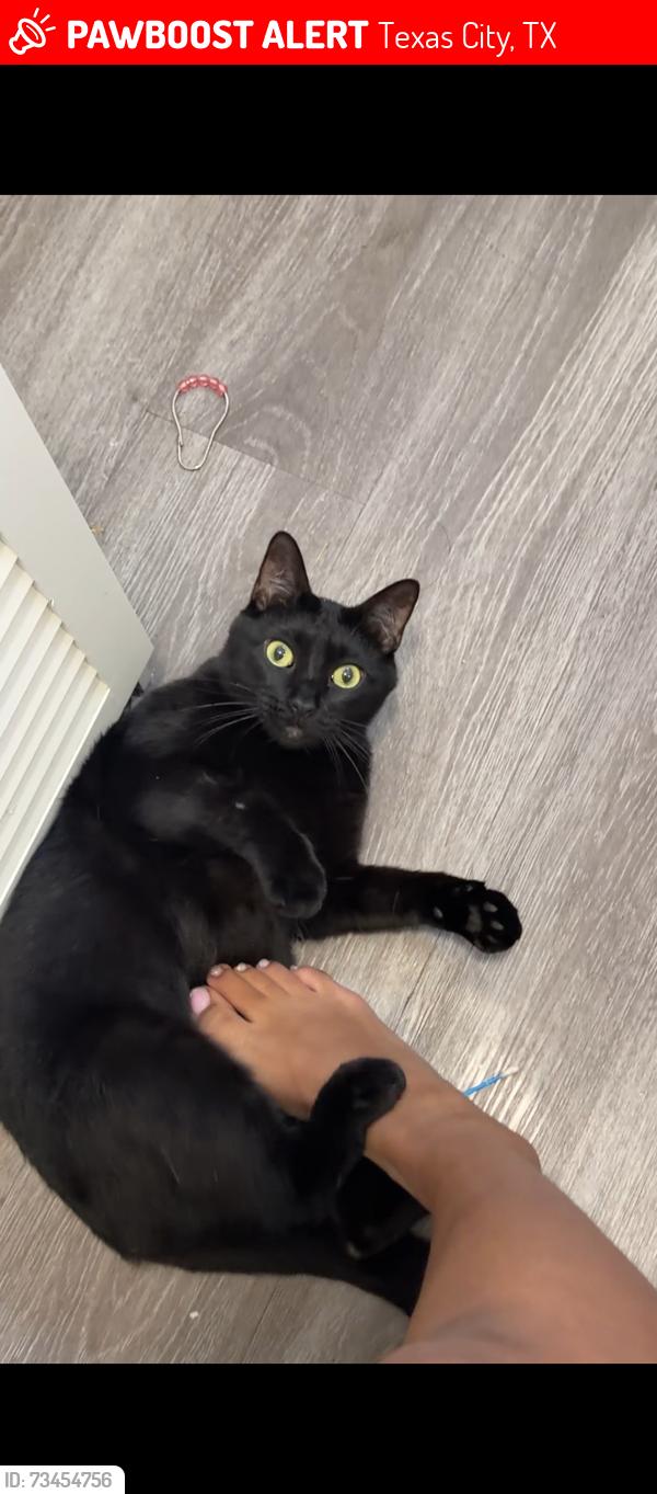 Lost Male Cat last seen texas city bus yard, Texas City, TX 77590