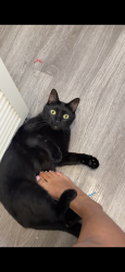 Lost Male Cat last seen texas city bus yard, Texas City, TX 77590