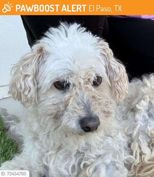 Found/Stray Female Dog last seen Glacier, El Paso, TX 79911