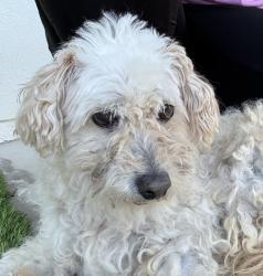 Found/Stray Female Dog last seen Glacier, El Paso, TX 79911