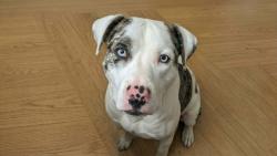 Lost Male Dog last seen Sollie rd and Three notch rd, Mobile, AL 36619