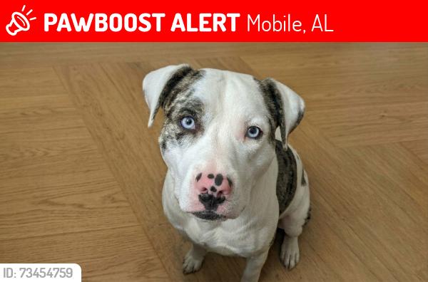 Lost Male Dog last seen Sollie rd and Three notch rd, Mobile, AL 36619