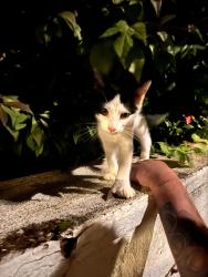 Found/Stray Female Cat last seen Front st., New Haven, CT 06513