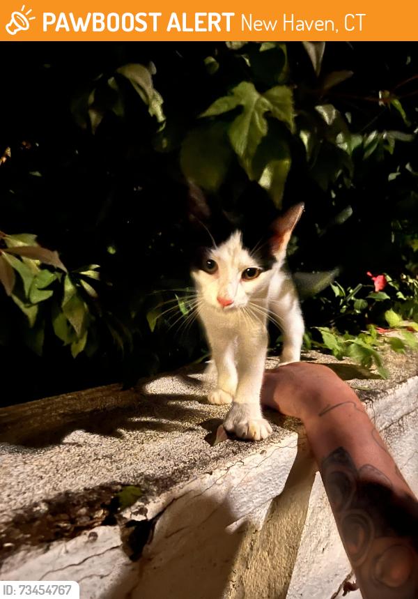 Found/Stray Female Cat last seen Front st., New Haven, CT 06513