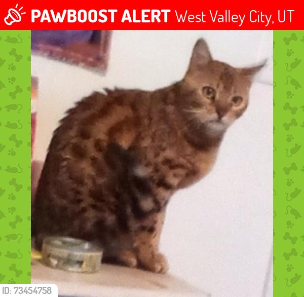 Lost Female Cat last seen SE side of 3100 S and Bangerter hwy, West Valley City, UT 84120