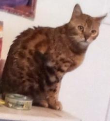 Lost Female Cat last seen SE side of 3100 S and Bangerter hwy, West Valley City, UT 84120