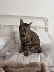 Lost Female Cat last seen Se Stark st across MHCC, Troutdale, OR 97060