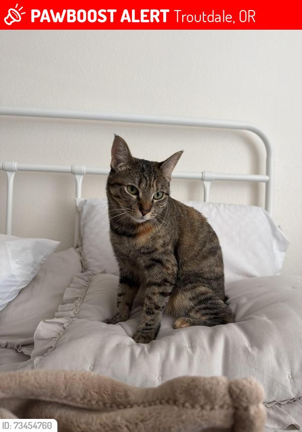 Lost Female Cat last seen Se Stark st across MHCC, Troutdale, OR 97060