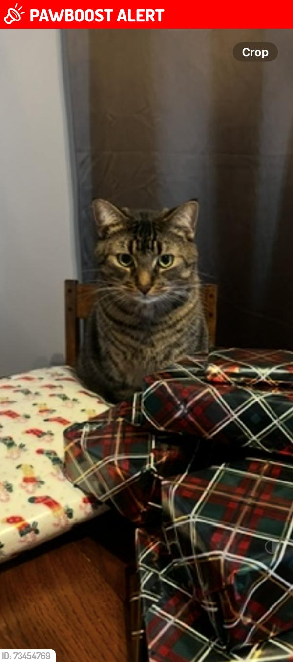 Lost Male Cat last seen Let go at corner of ridge street and mccarther, Dutton/Dunwich, ON N0L 1J0