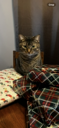 Lost Male Cat last seen Let go at corner of ridge street and mccarther, Dutton/Dunwich, ON N0L 1J0