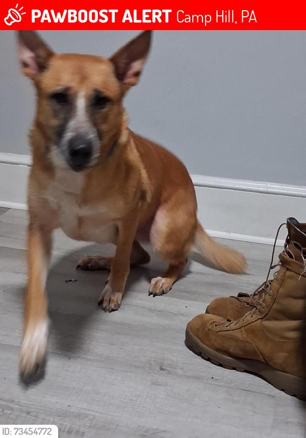 Lost Female Dog last seen Near S 32nd St, Camp Hill, Pennsylvania, Camp Hill, PA 17011