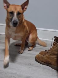Lost Female Dog last seen Near S 32nd St, Camp Hill, Pennsylvania, Camp Hill, PA 17011