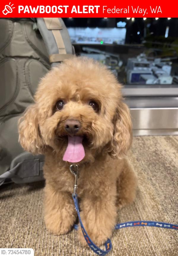 Lost Female Dog last seen Military Road, Federal Way, WA 98003