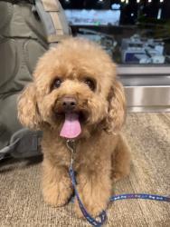 Lost Female Dog last seen Military Road, Federal Way, WA 98003