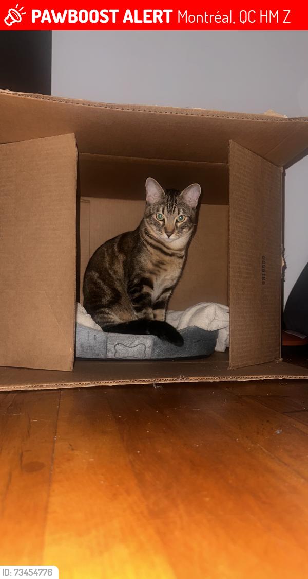 Lost Male Cat last seen Cartier-ville ahunstic, Montréal, QC H3M 1Z1
