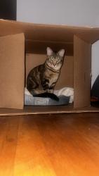 Lost Male Cat last seen Cartier-ville ahunstic, Montréal, QC H3M 1Z1