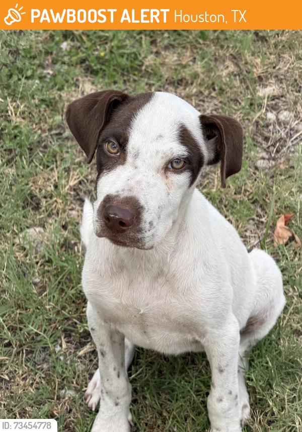 Found/Stray Female Dog last seen East Mount Houston Rd & Northington, Houston, TX 77093