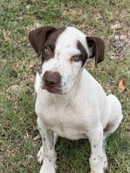 Found/Stray Female Dog last seen East Mount Houston Rd & Northington, Houston, TX 77093