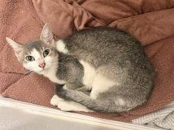 Found/Stray Female Cat last seen Secor & Sylvania, Toledo, OH 43623