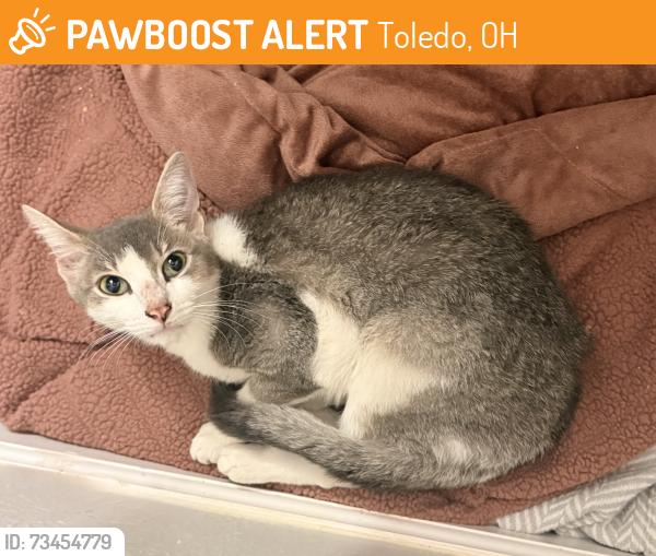 Found/Stray Female Cat last seen Secor & Sylvania, Toledo, OH 43623