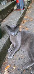Lost Male Cat last seen 45th & Glenn Way Sw, Seattle, WA 98116