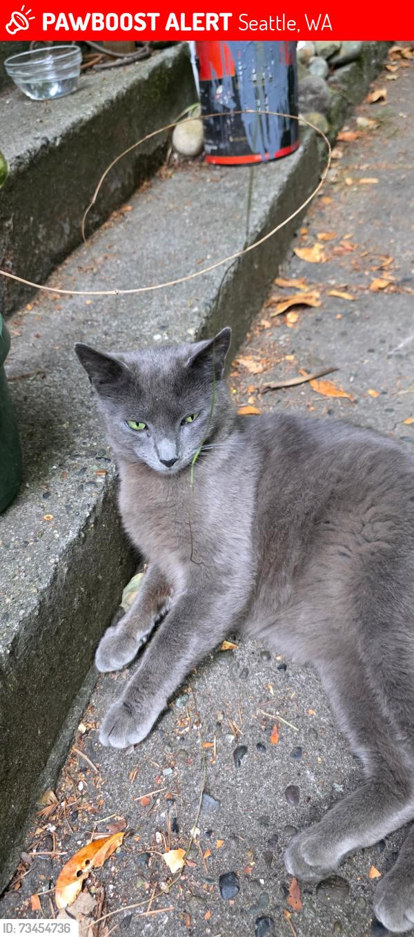 Lost Male Cat last seen 45th & Glenn Way Sw, Seattle, WA 98116