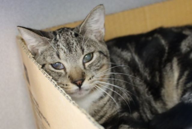 Shelter Stray Male Cat last seen , 4000 N Silverbell Rd, Tucson, AZ 85745, USA