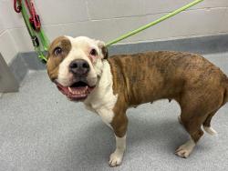 Shelter Stray Female Dog last seen Near, 5001 E Raymond St, Indianapolis, IN 46203, USA